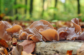 Auricularia auricula-judae  Auricularia polytricha, Judasohr, Mu-Err, Chinesische Morchel, Holunderpilz