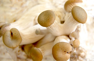 Pleurotus ostreatus, Austernpilz, Austernseitling, Kalbfleischpilz, Hiratake, Tamogitake