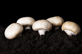 Agaricus bisporus Champignon, Agaricus brunnescens Peck, Egerling, Angerling, Portobello, White Button Mushroom