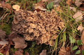 Polyporus umbellatus,  Eichhase, Ästiger Büschel-Porling, Zhu Ling, Umbrella Polypore, Chinese Sclerotium