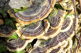 Trametes versicolor, Schmetterlingstramete, Bunte Tramete, Schmetterlingsporling, Yun Zhi, Coriolus versicolor