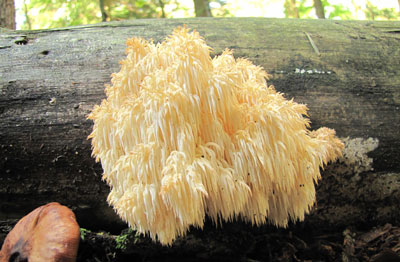 Hericium erinaceus,  Igelstachelbart, Affenkopfpilz, Löwenmähne, Pom-Pom blanc, hóu tóu gu (chin.: Affenkopf)