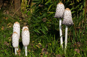 Coprinus comatus, Schopftintling, Porzellantintling, Tintenpilz, Tintenschopfling, Spargelpilz