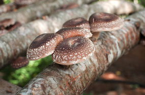  Lentinula edodes, Shii-Take, Agaricus edodes, Pasaniapilz, Shaingugu, Hua Gu, Qua Gu