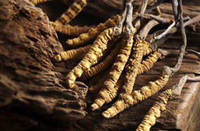 Cordyceps sinensis, Chinesischer Raupenpilz, Tibetischer Raupenpilz, Jartsa Gunbu, Raupenkeulenpilz, Ophiocordyceps sinensis